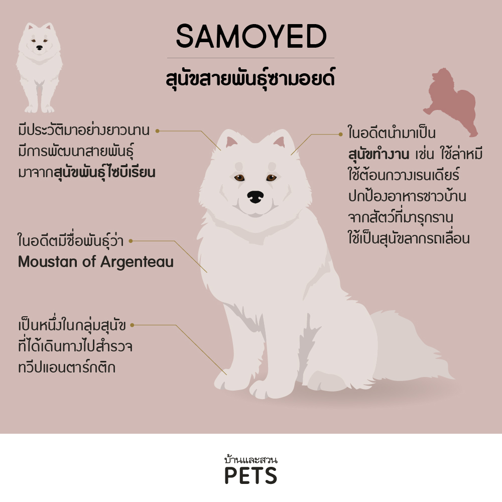 สุนัขพันธุ์ซามอยด์: ลักษณะสายพันธุ์ และการเลี้ยงดู - บ้านและสวน Pets