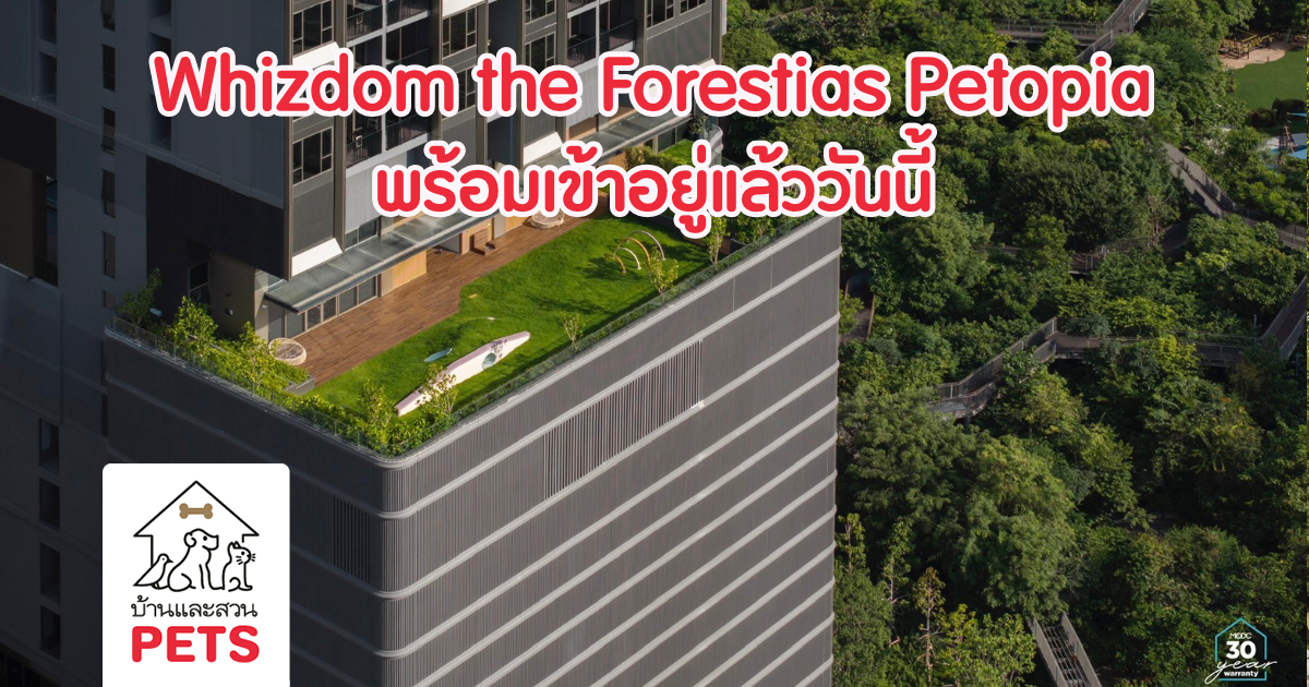 Whizdom The Forestias Petopia