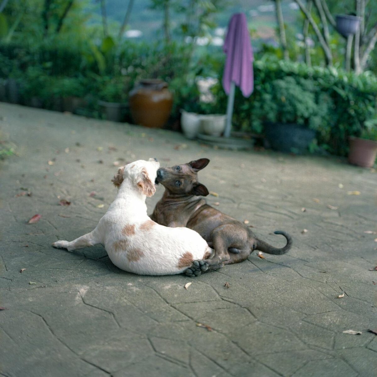 ฤดูผสมพันธุ์สุนัขตัวผู้, สุนัขตัวผู้ติดสัด