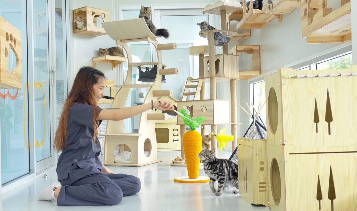 i-cattery, อาหารแมว, อาหารเปียกแมว, ศูนย์วิจัยอาหารแมว