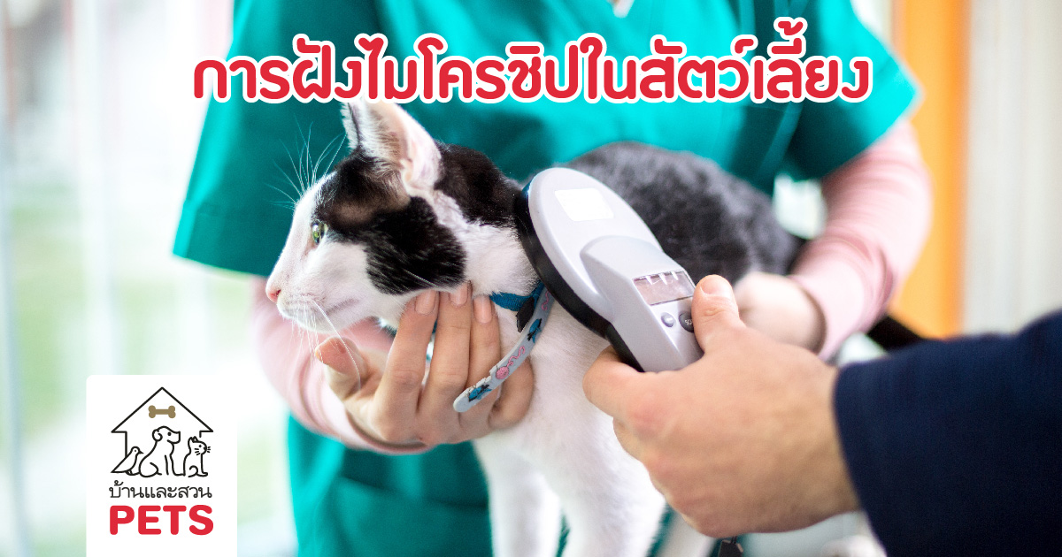 การฝังไมโครชิปในสัตว์เลี้ยง