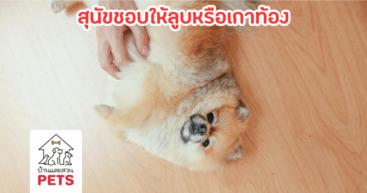 ทำไมสุนัขชอบให้ลูบท้อง คำตอบอาจทำให้เรารักพวกเขายิ่งขึ้น