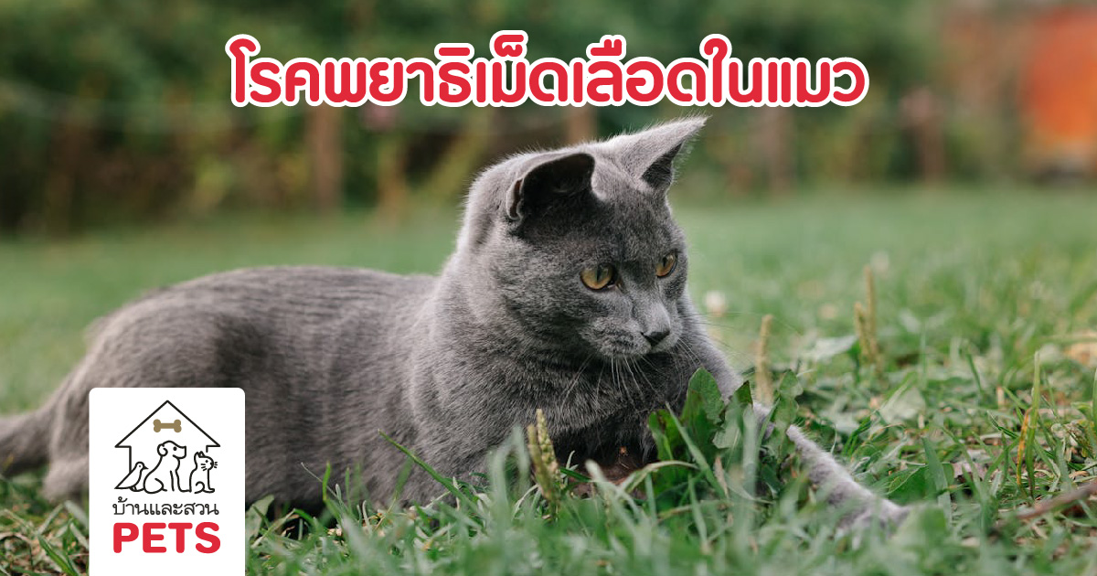 โรคพยาธิเม็ดเลือดในแมว: การักษา และการป้องกัน