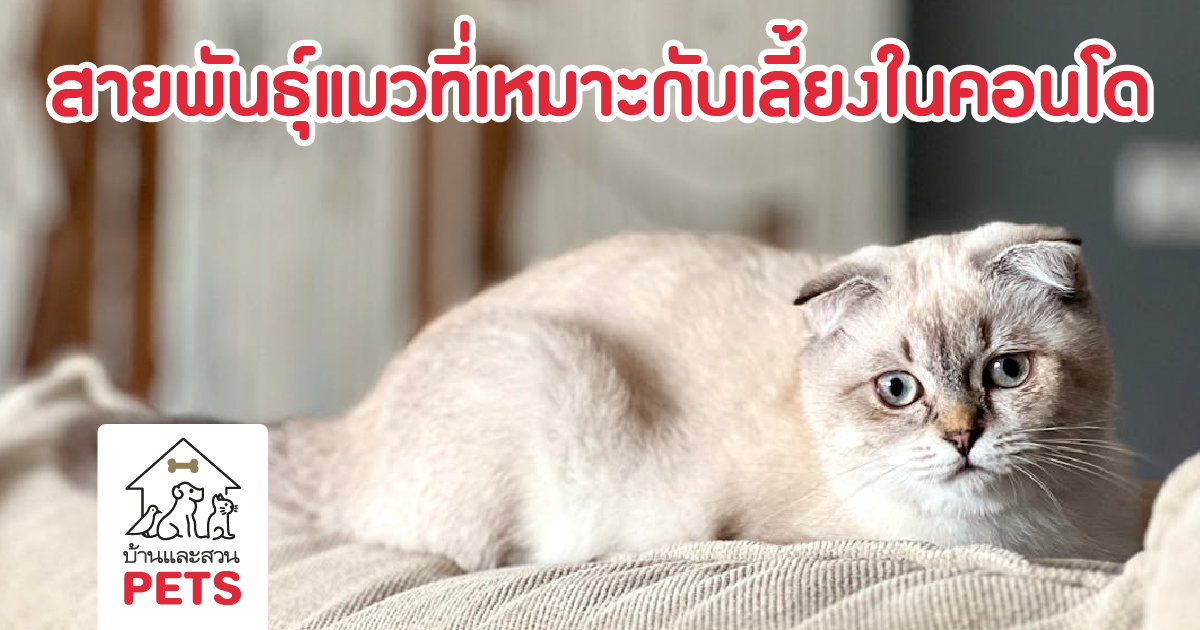 10 สายพันธุ์แมวที่เลี้ยงในคอนโด ได้อย่างสบายใจ