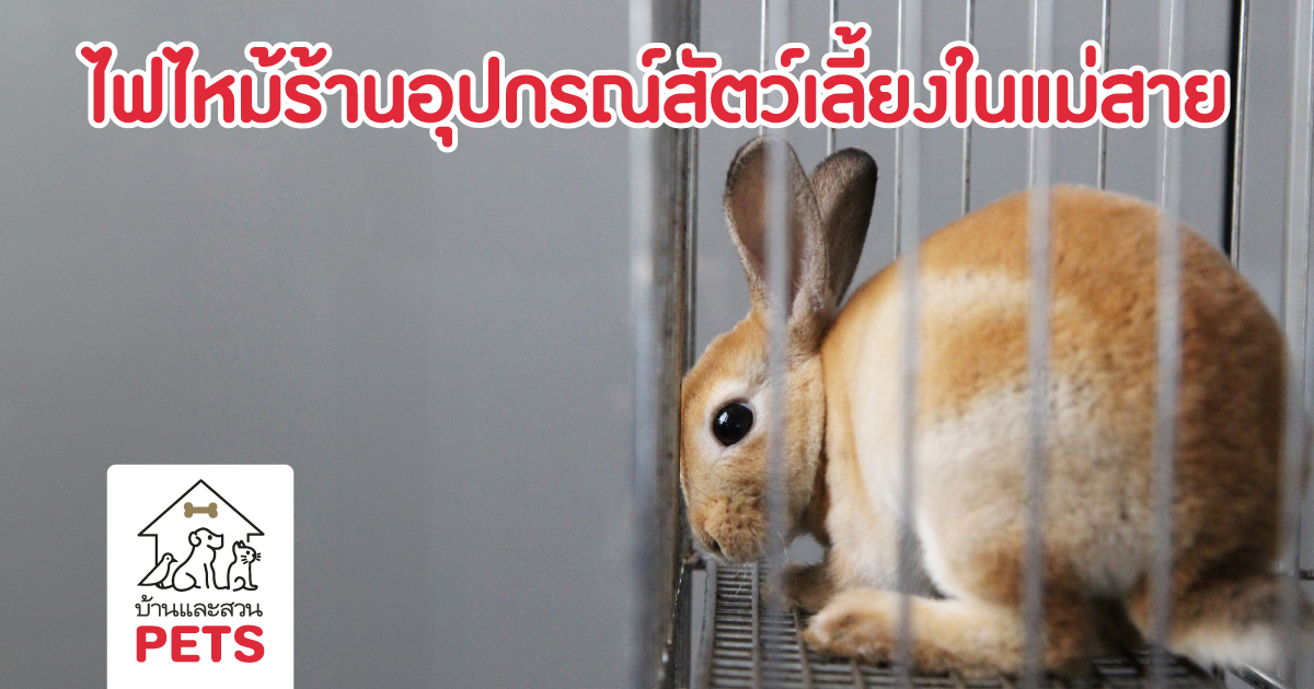 ไฟไหม้ร้านจำหน่าย อุปกรณ์สัตว์เลี้ยง รายใหญ่ในจังหวัดเชียงราย