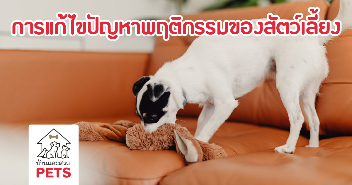 ปัญหาพฤติกรรมของสัตว์เลี้ยง …เราควรทำอย่างไร