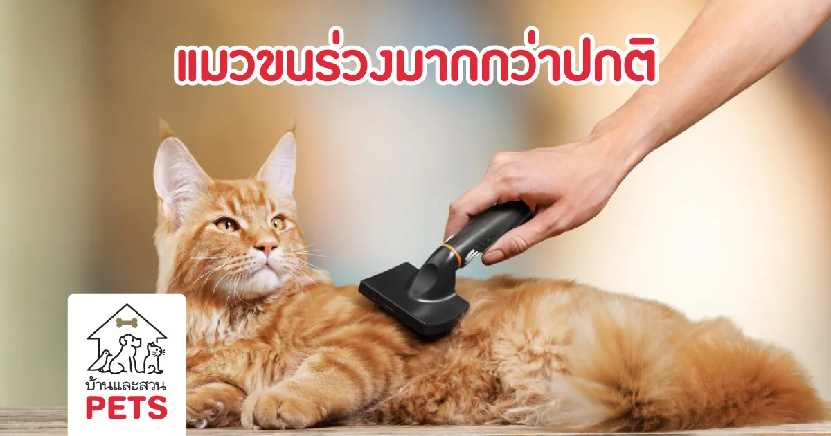 ทำไมแมวขนร่วง มากกว่าปกติ