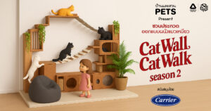 cat wall cat walk