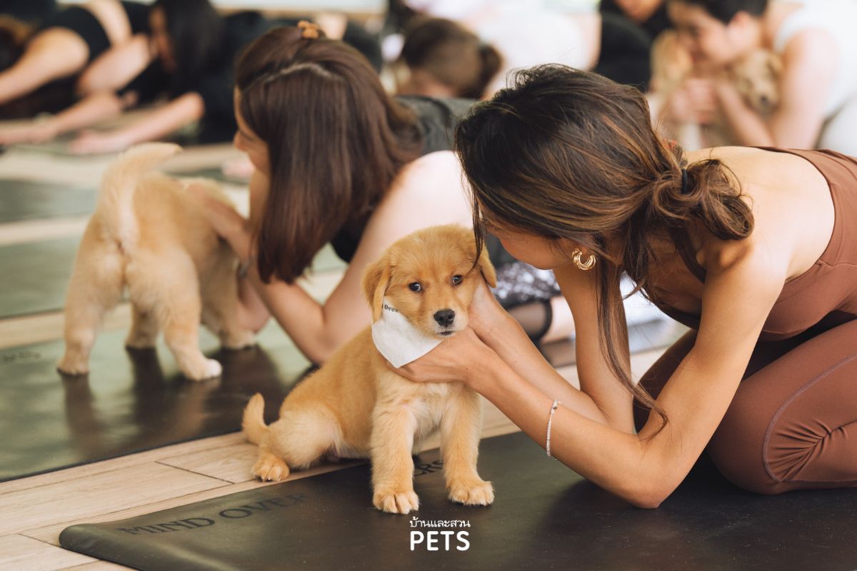 Puppy Yoga, the parq, โยคะกับสัตว์เลี้ยง