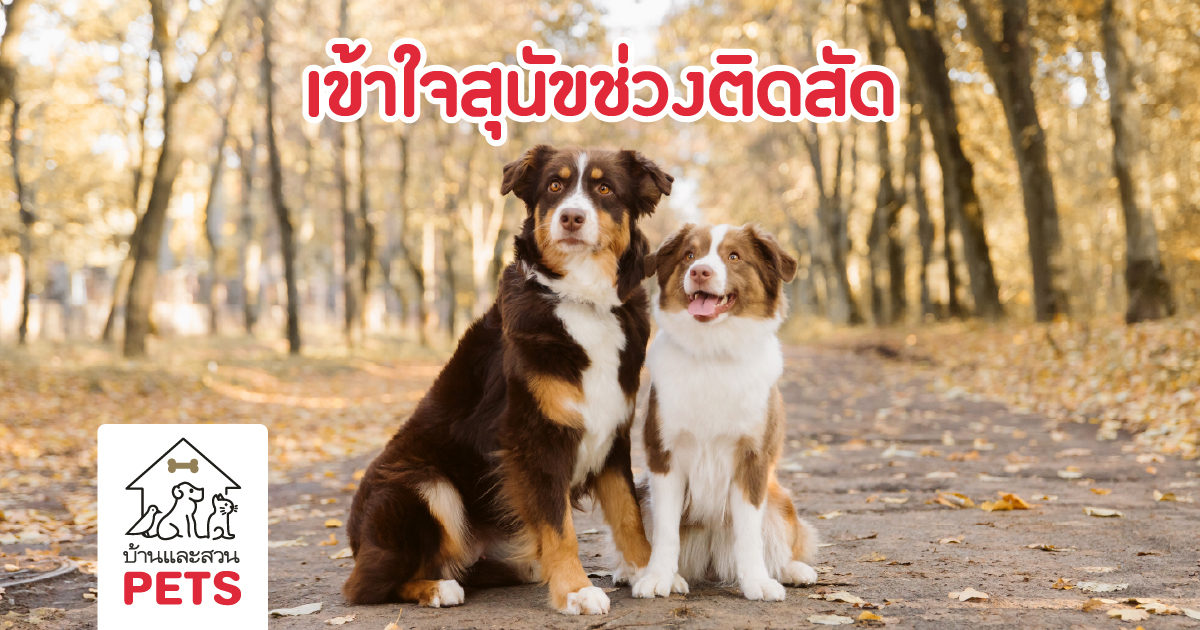 เมื่อสุนัขเริ่มเข้าสู่วัยเจริญพันธุ์ — สิ่งที่เจ้าของต้องเข้าใจ