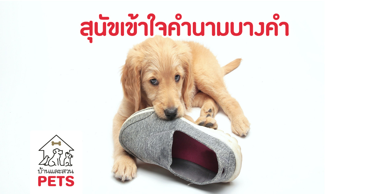 สุนัขเข้าใจคำพูดมนุษย์