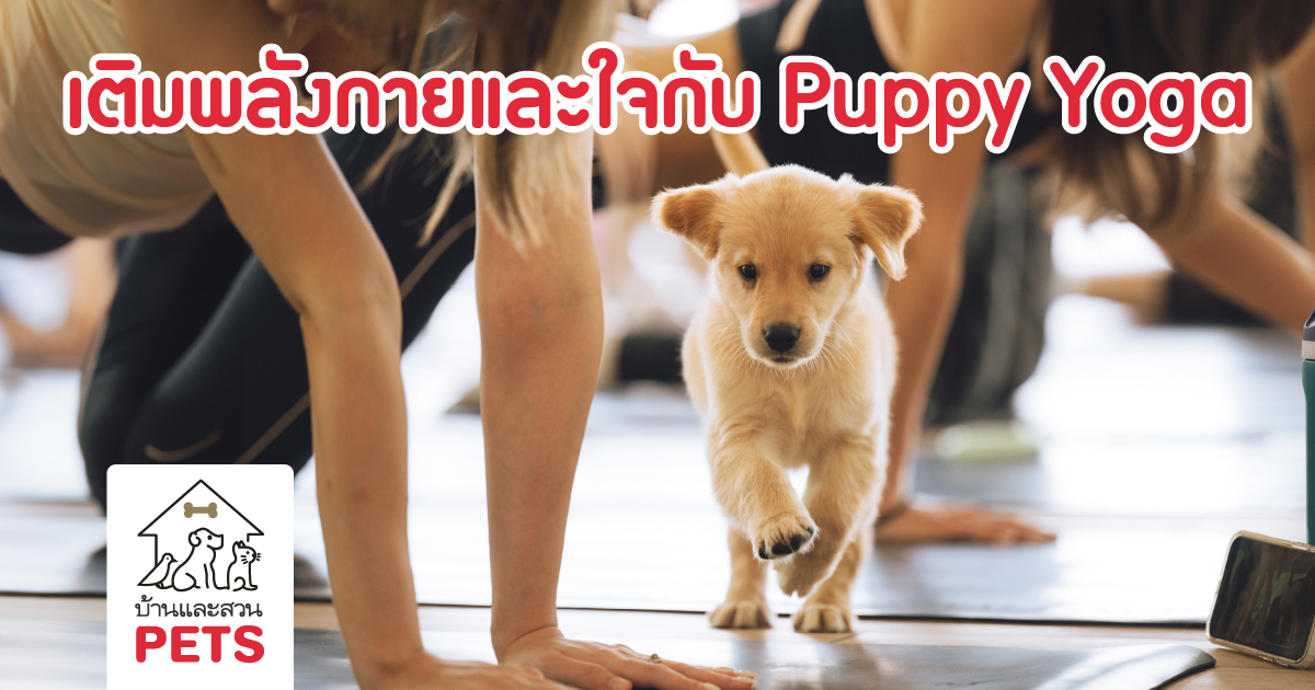 Puppy Yoga เติมพลังกายและใจให้สมดุลในทุกมิติ