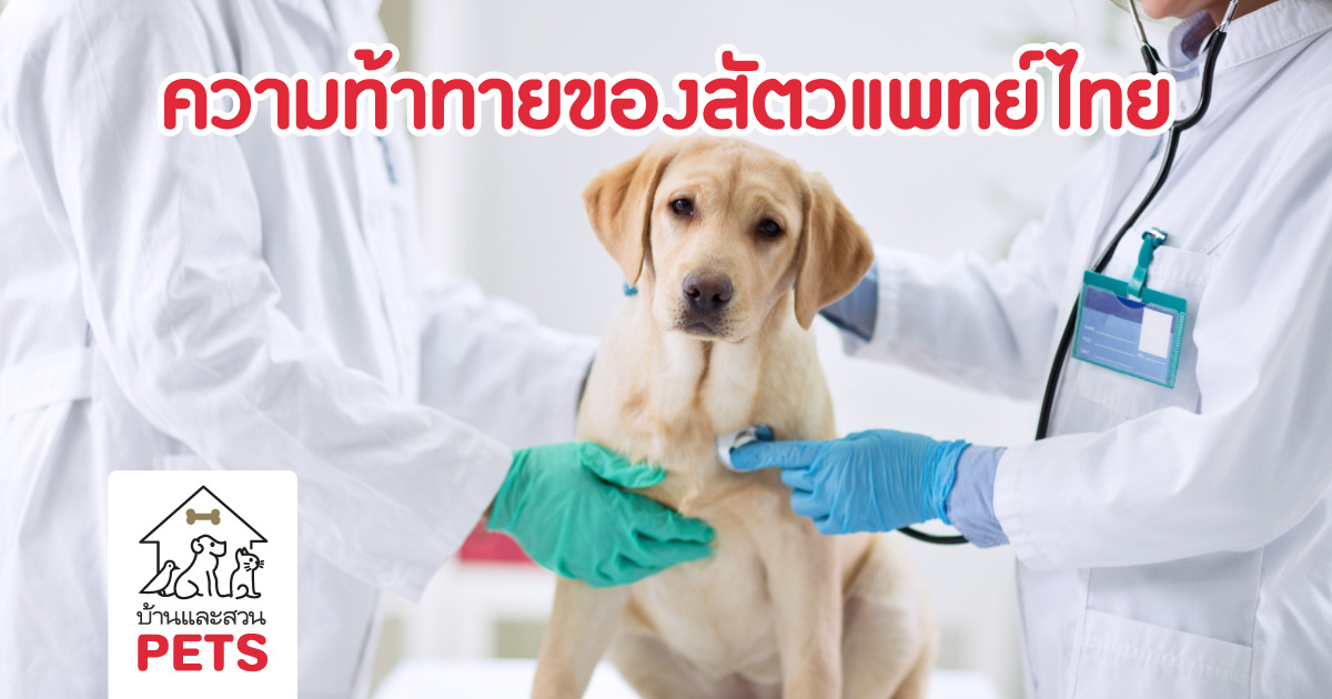 สัตวแพทย์ในไทย กำลังเผชิญกับความท้าทายด้านวิชาชีพ