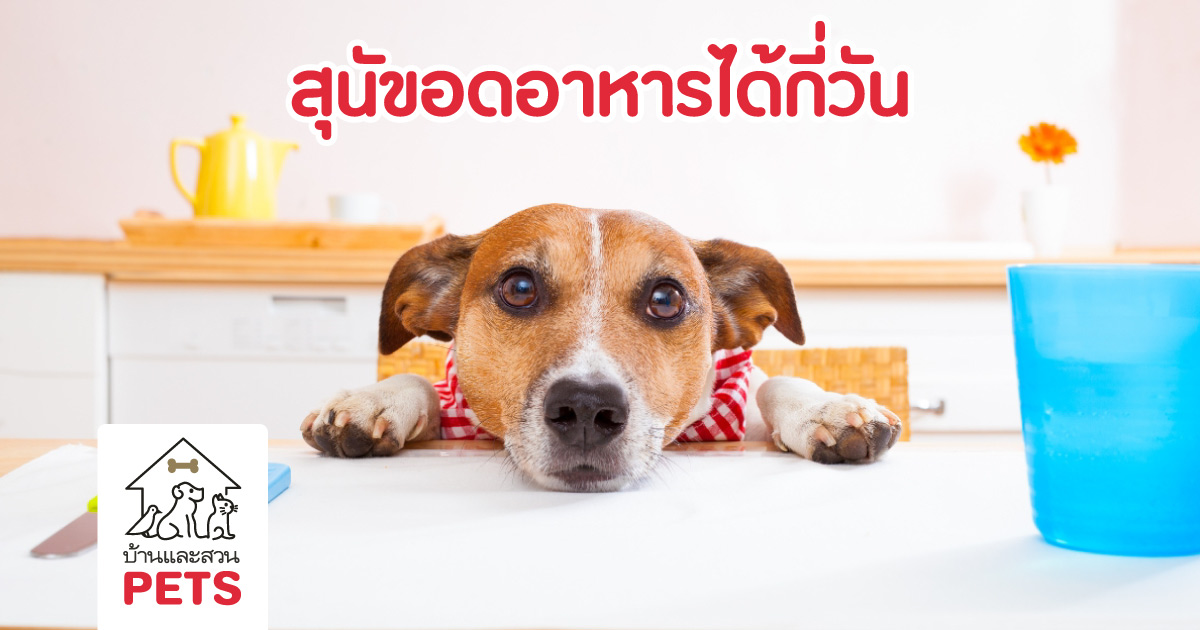 สุนัขอดอาหาร อดน้ำ ได้กี่วัน ถึงจะอันตราย?