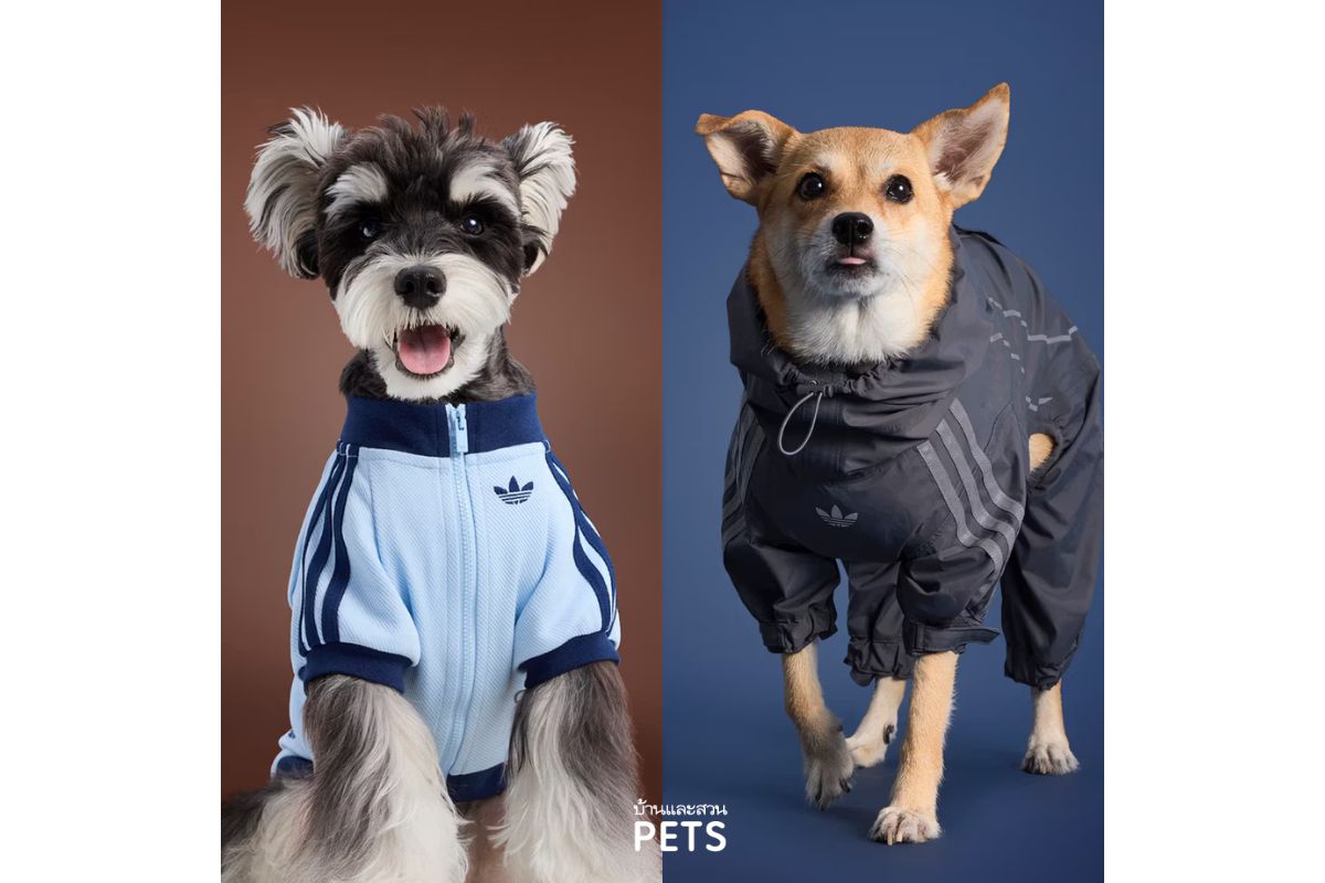 เสื้อผ้าสัตว์เลี้ยง, ของใช้สัตว์เลี้ยง