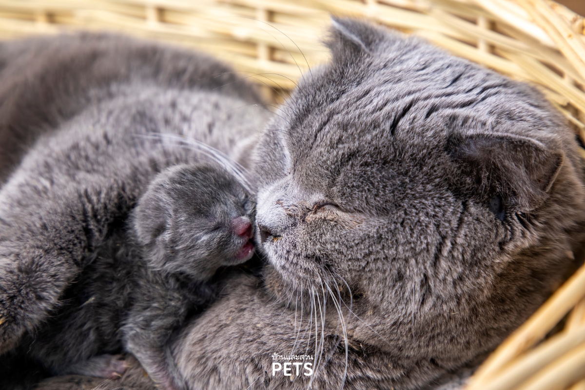 แมวตั้งท้อง, แมวท้อง, การดูแลแมวท้อง,