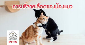 แมวบริจาคเลือด ได้หรือไม่