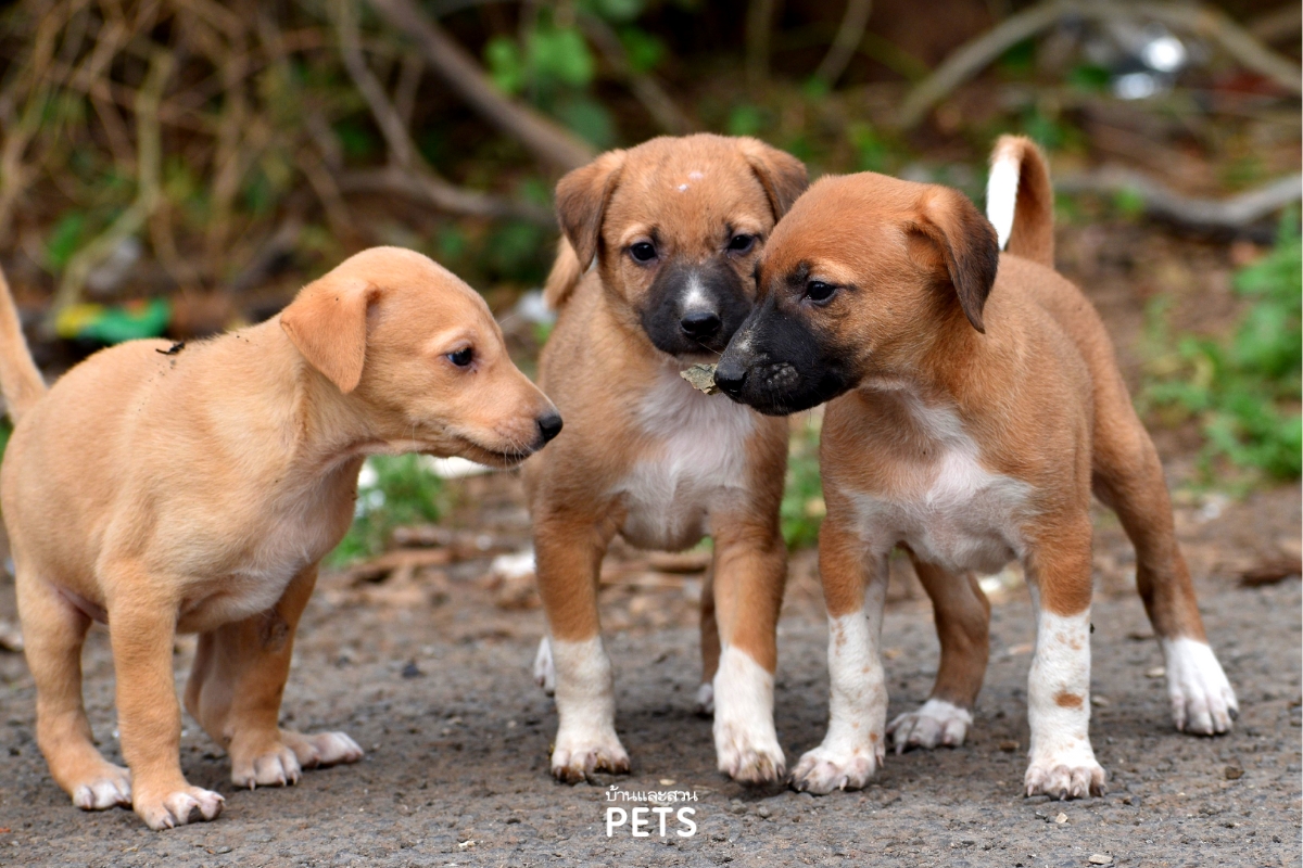 หมาแมวจร, แมวจรจัด, สุนัขจรจัด