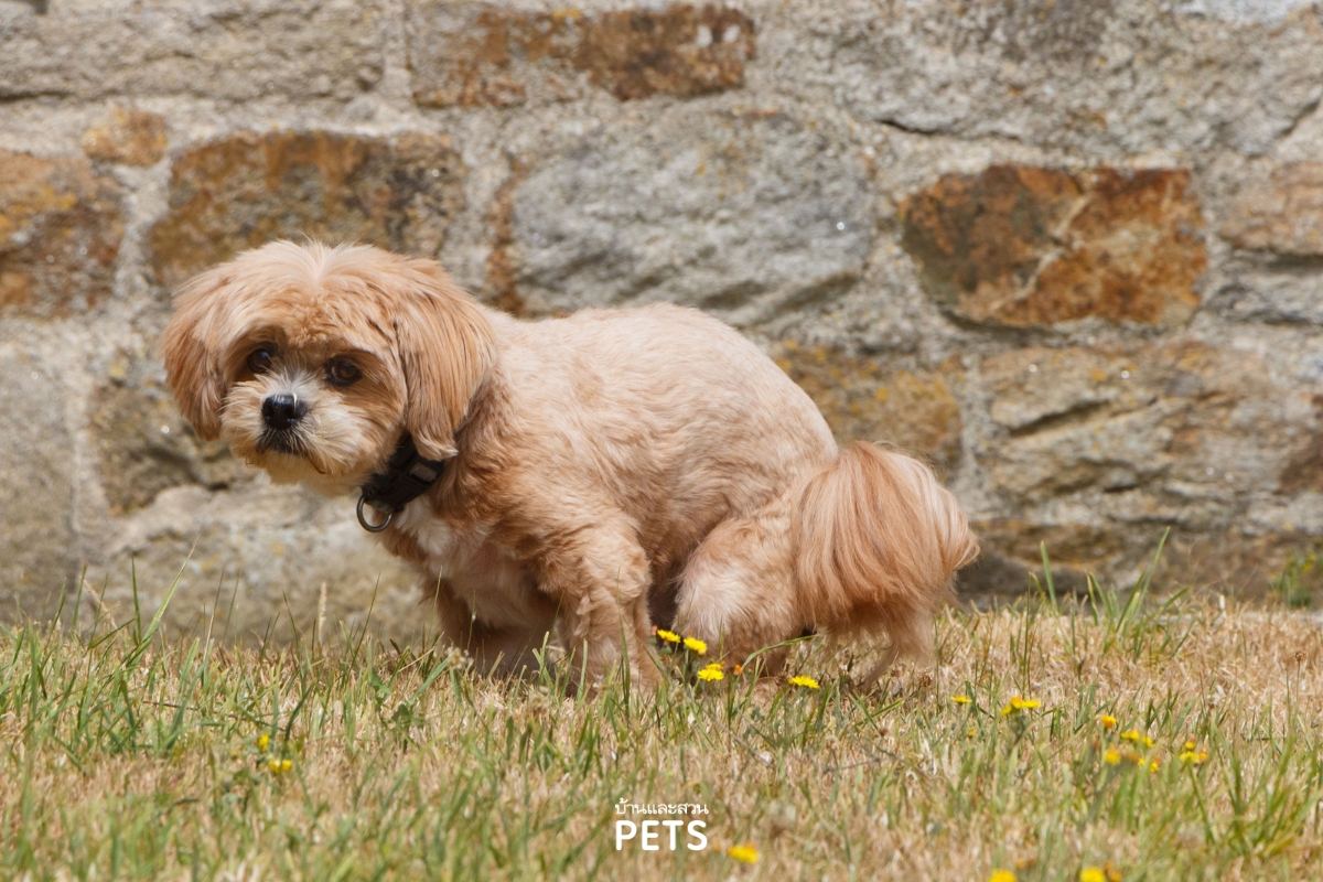 ต่อมเหม็นของสุนัข, ต่อมเหม็นข้างก้น, ต่อมเหม็น