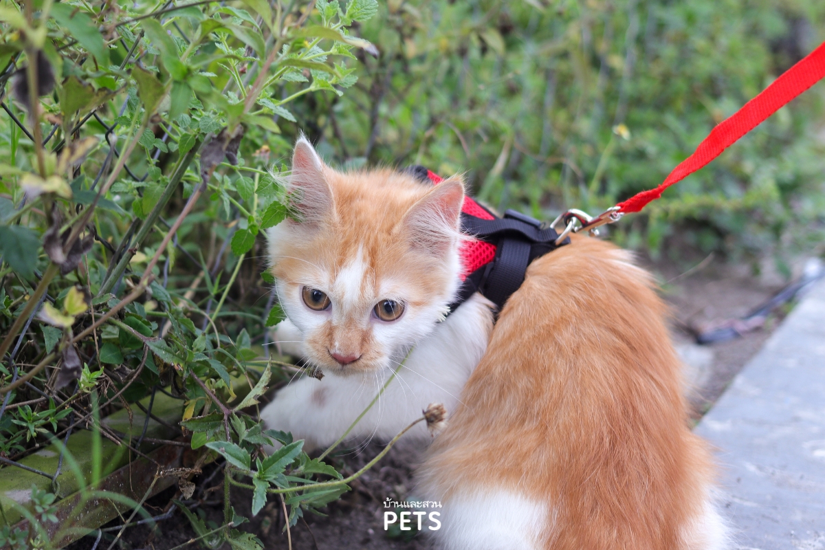 ฝึกแมวเดินสายจูง, แมวเดินในสายจูง, การฝึกแมว