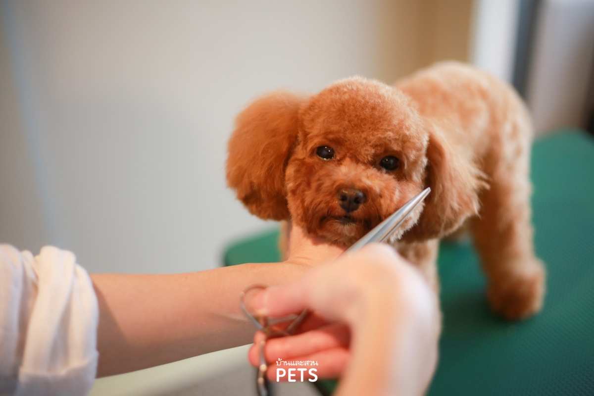 ตัดขนสุนัข, การตัดขนสุนัข, เส้นขนและผิวหนังสุนัข, การโกนขนสุนัข,