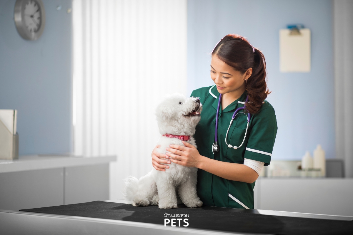 ต่อมเหม็นของสุนัข, ต่อมเหม็นข้างก้น, ต่อมเหม็น