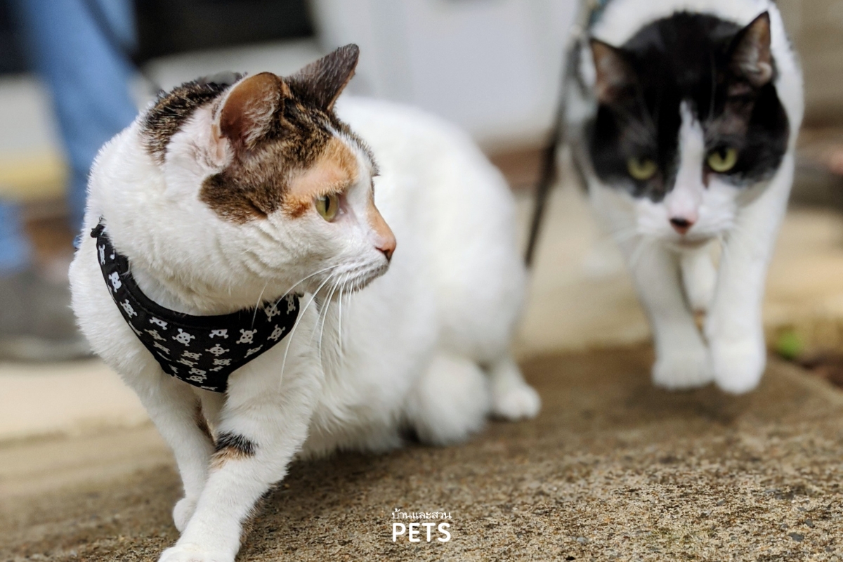 ฝึกแมวเดินสายจูง, แมวเดินในสายจูง, การฝึกแมว