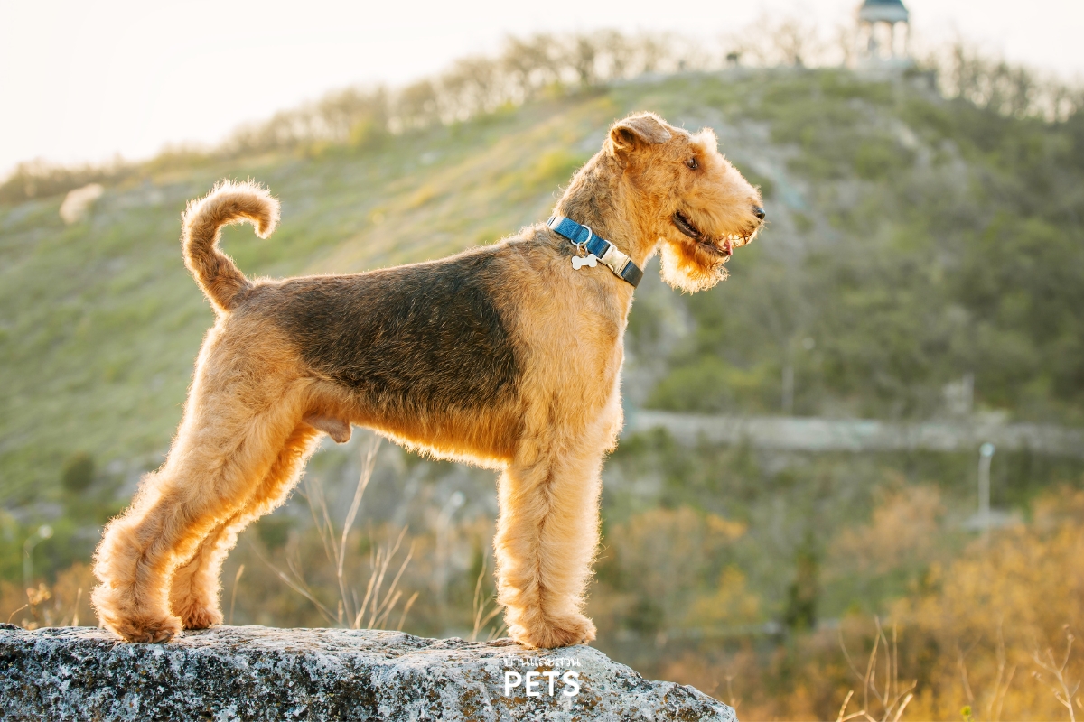 ตัดขนสุนัข, การตัดขนสุนัข, เส้นขนและผิวหนังสุนัข, การโกนขนสุนัข,