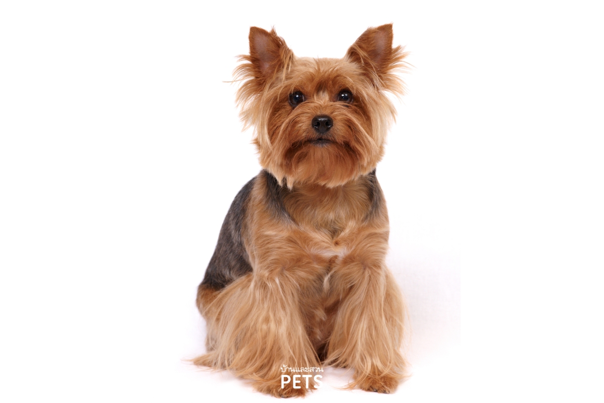 ตัดขนสุนัข, การตัดขนสุนัข, เส้นขนและผิวหนังสุนัข, การโกนขนสุนัข,