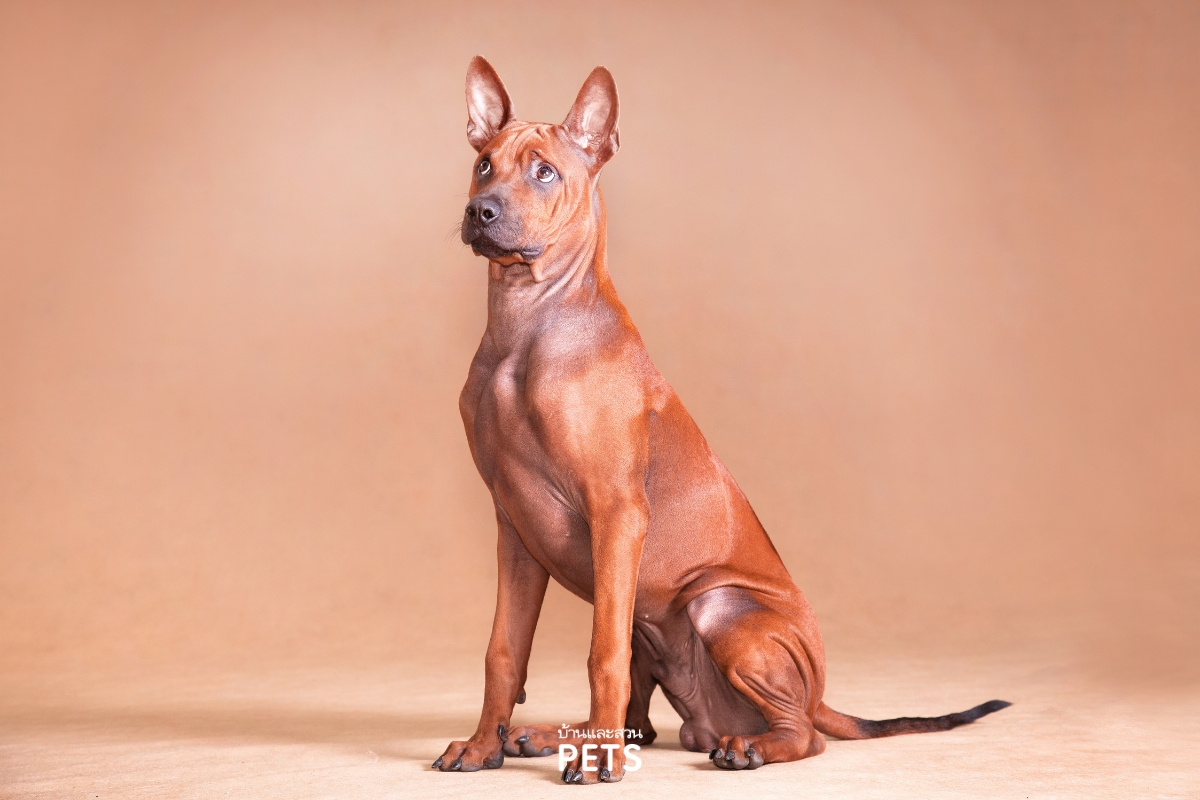 สุนัขไทยหลังอาน, ไทยหลังอาน, พันธุ์ไทยหลังอาน