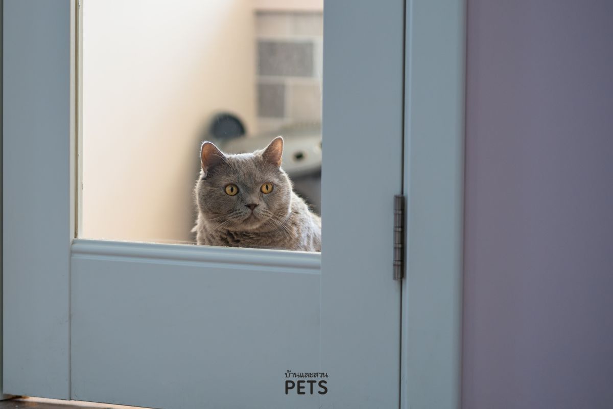 แมวเกิดความวิตกกังวล, แมวเครียด, อาการ, ทำอย่างไร