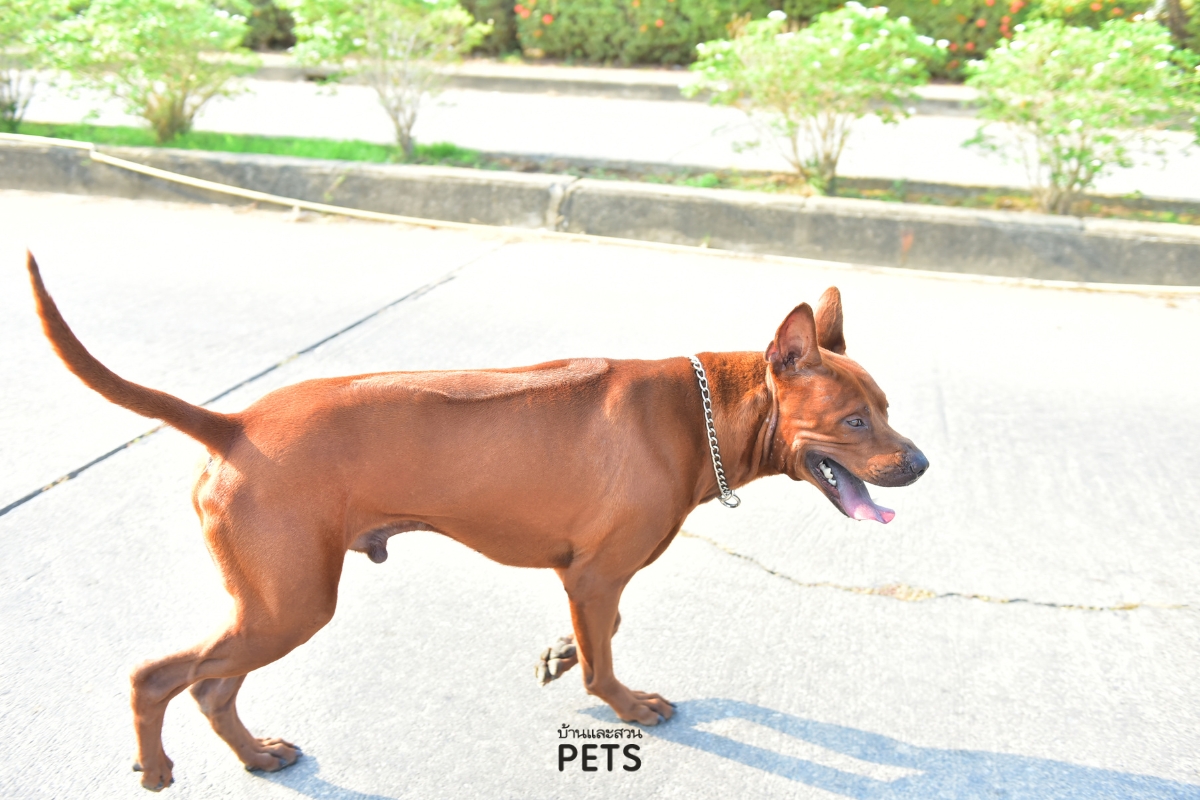 สุนัขไทยหลังอาน, ไทยหลังอาน, พันธุ์ไทยหลังอาน