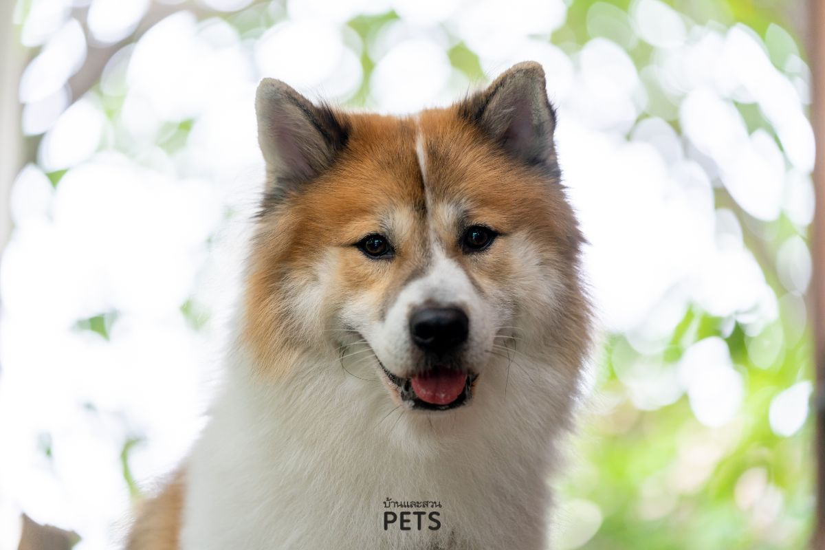 สุนัขไทยบางแก้ว, สุนัขบางแก้ว, บางแก้ว