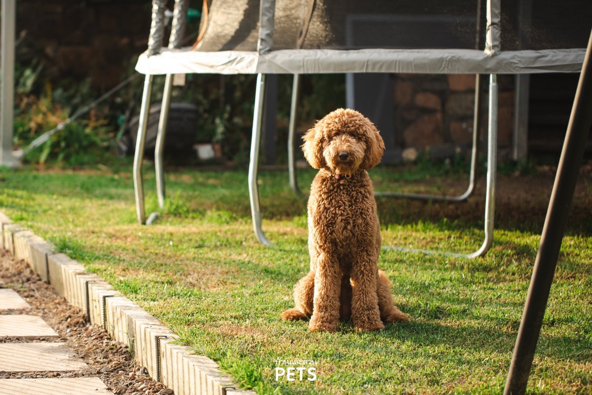 การพาสุนัขออกไปเที่ยว, พาสุนัขไปเที่ยว, การเตรียมตัวพาสุนัขไปเที่ยว