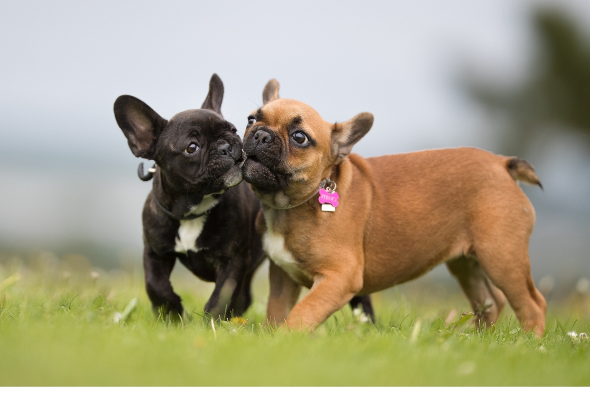 สุนัขเลียปากกัน, สุนัขชอบเลียปากเรา 