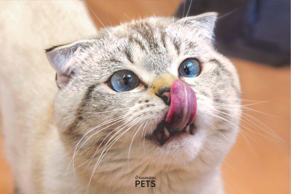 แมวเกิดความวิตกกังวล, แมวเครียด, อาการ, ทำอย่างไร