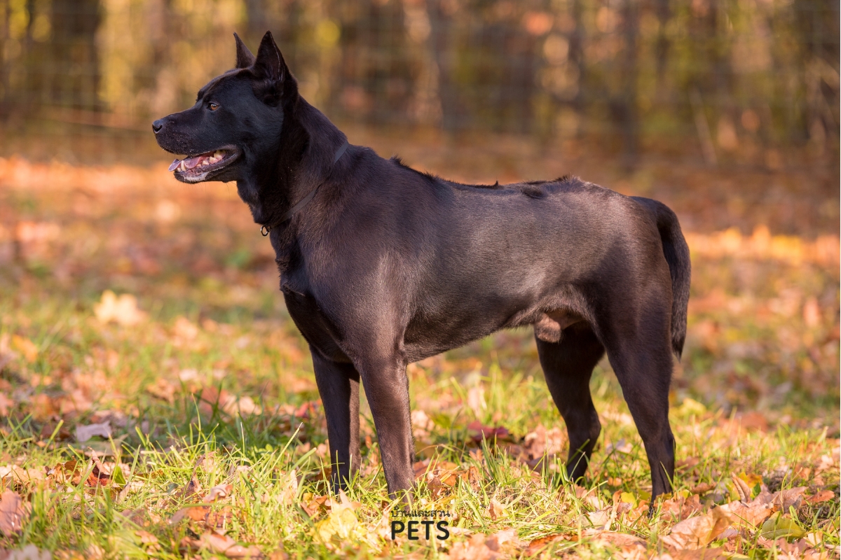 สุนัขไทยหลังอาน, ไทยหลังอาน, พันธุ์ไทยหลังอาน