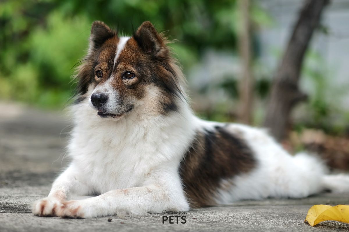 สุนัขไทยบางแก้ว, สุนัขบางแก้ว, บางแก้ว