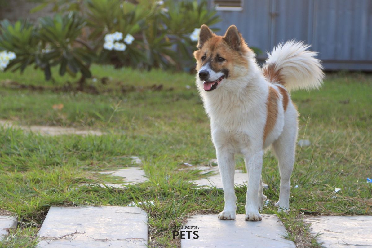 สุนัขไทยบางแก้ว, สุนัขบางแก้ว, บางแก้ว