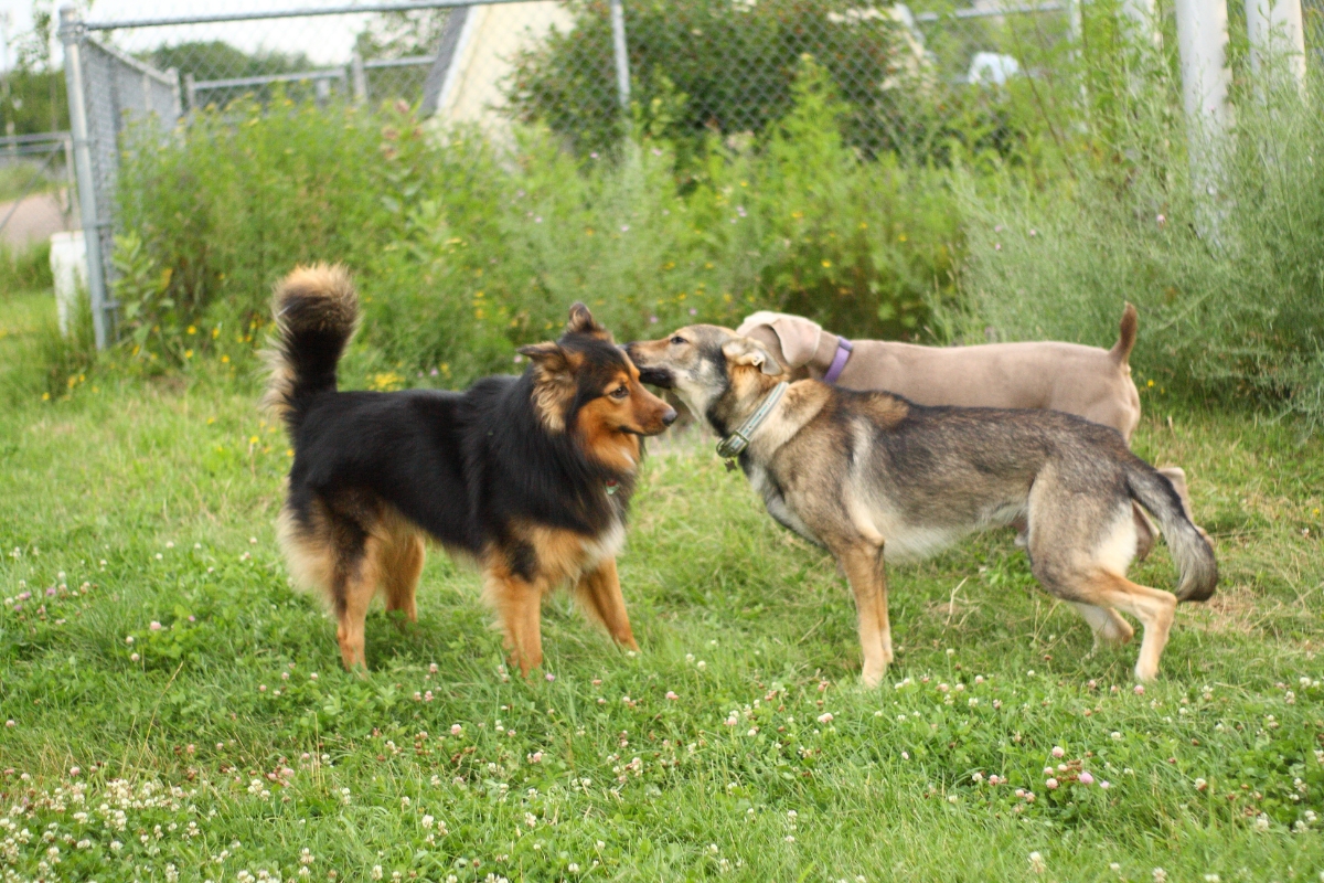 สุนัขเลียปากกัน, สุนัขชอบเลียปากเรา 