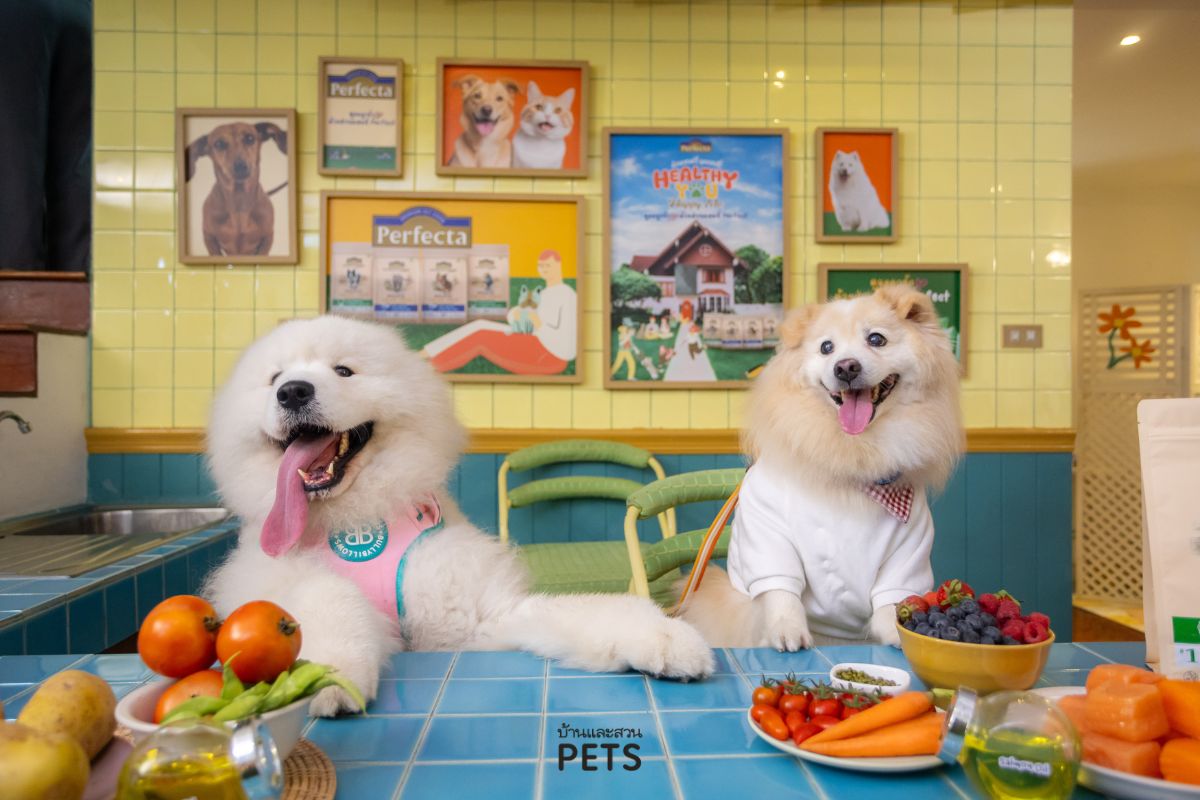 อาหารโฮลิสติก เกรนฟรี, อาหารสุนัข, อาหารแมว, อาหารสัตว์เลี้ยงเกรดพรีเมียม