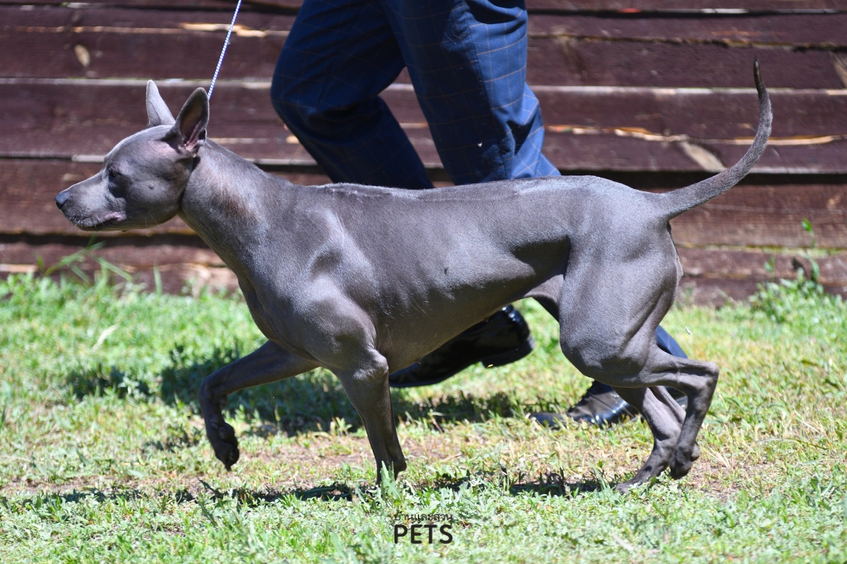 สุนัขไทยหลังอาน, ไทยหลังอาน, พันธุ์ไทยหลังอาน