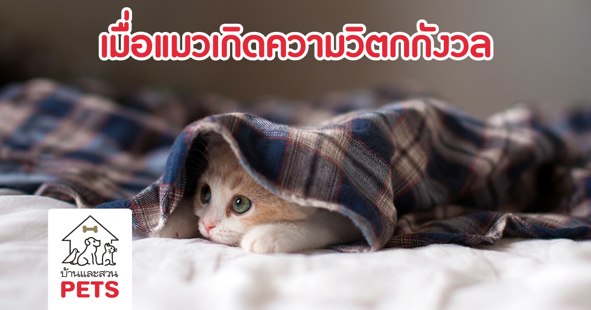 แมวเกิดความวิตกกังวล เราควรช่วยน้องอย่างไร