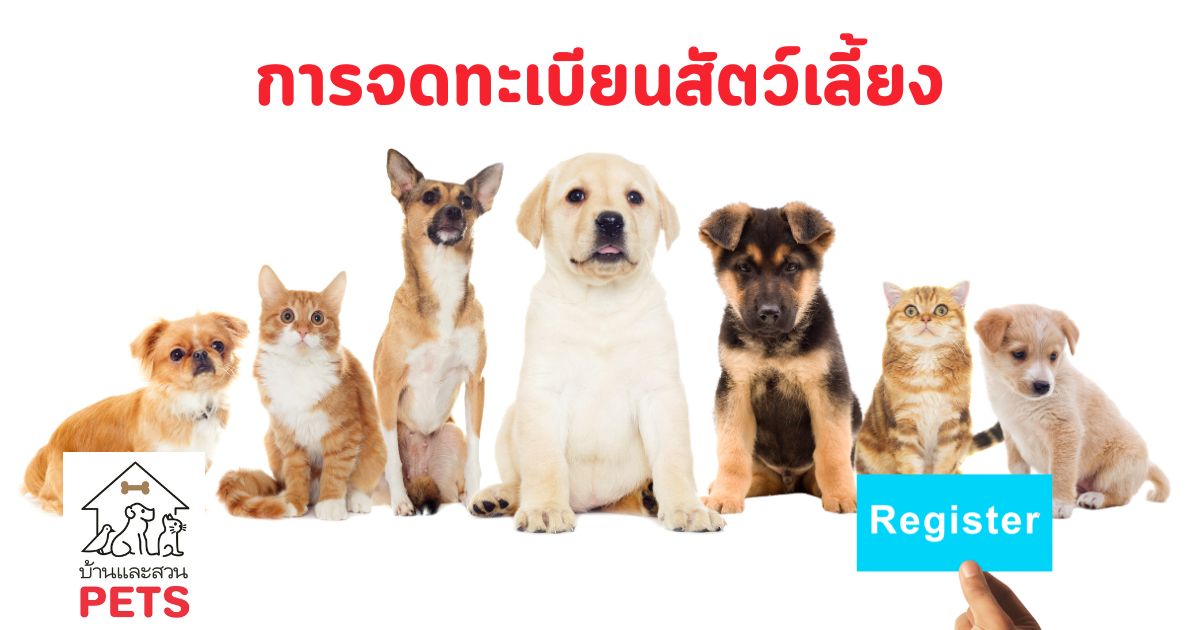จดทะเบียนสัตว์เลี้ยง คือ “ความรับผิดชอบ” ที่กฎหมายขอจากคนรักสัตว์ทุกคน