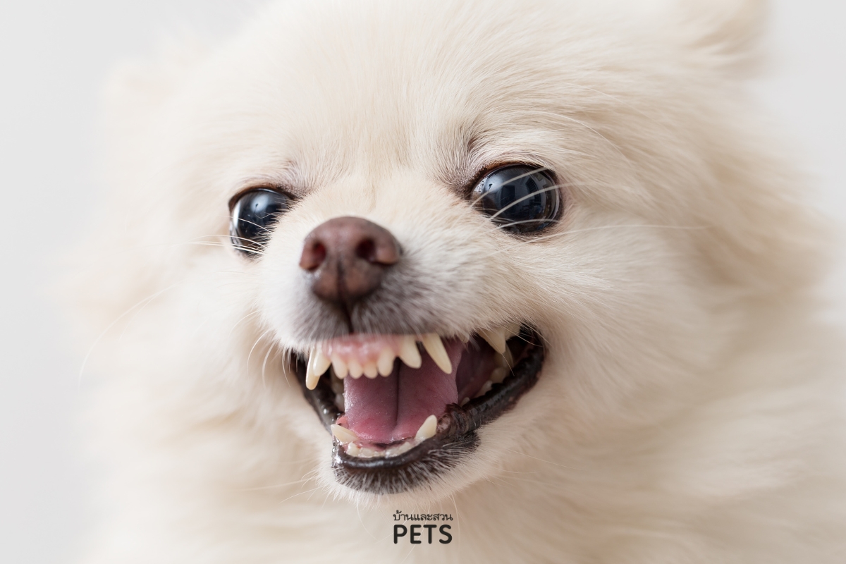 สุนัขขู่เจ้าของ, สุนัขกัดเจ้าของ