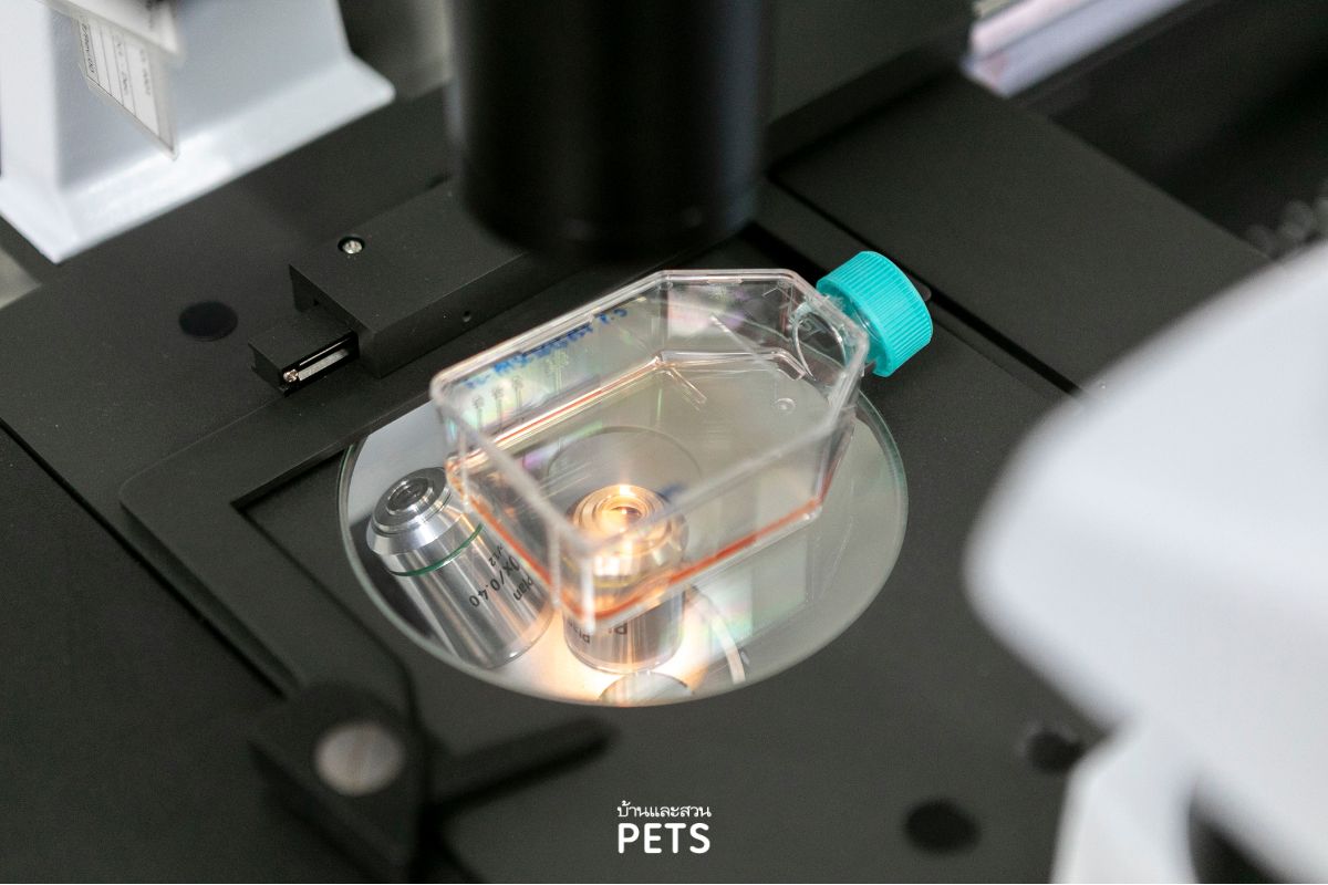 สัตว์เลี้ยงมีอายุยืนยาวอย่างมีคุณภาพ, สเต็มเซลล์สัตว์เลี้ยง, สุขภาพสัตว์เลี้ยง