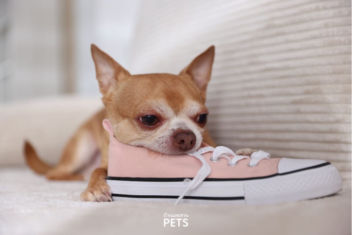 หมาชอบกัดรองเท้า, หมากัดรองเท้า, สุนัขกัดรองเท้า, แก้อย่างไร