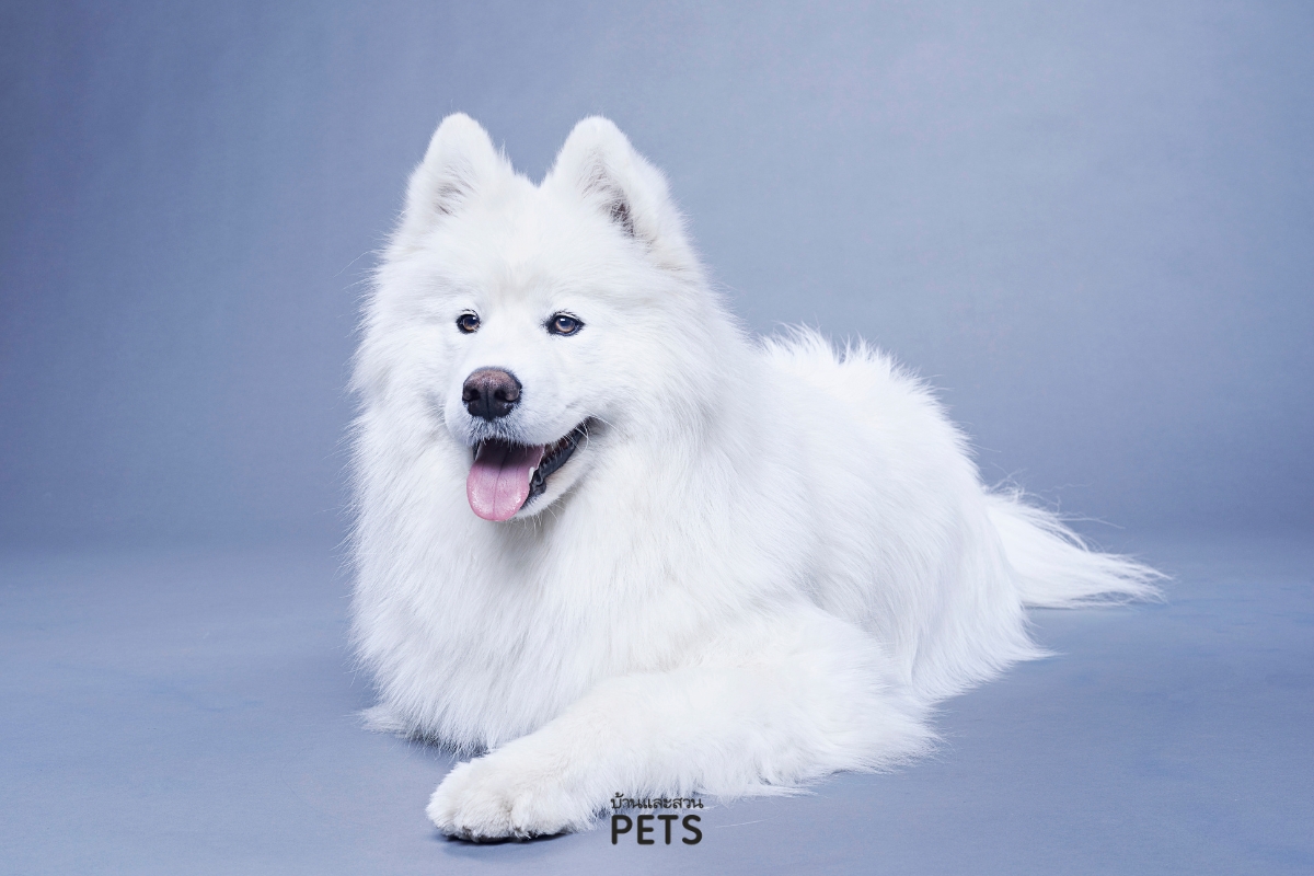 สุนัขเพศไหนดีกว่ากัน, สุนัขตัวผู้, สุนัขตัวเมีย, 