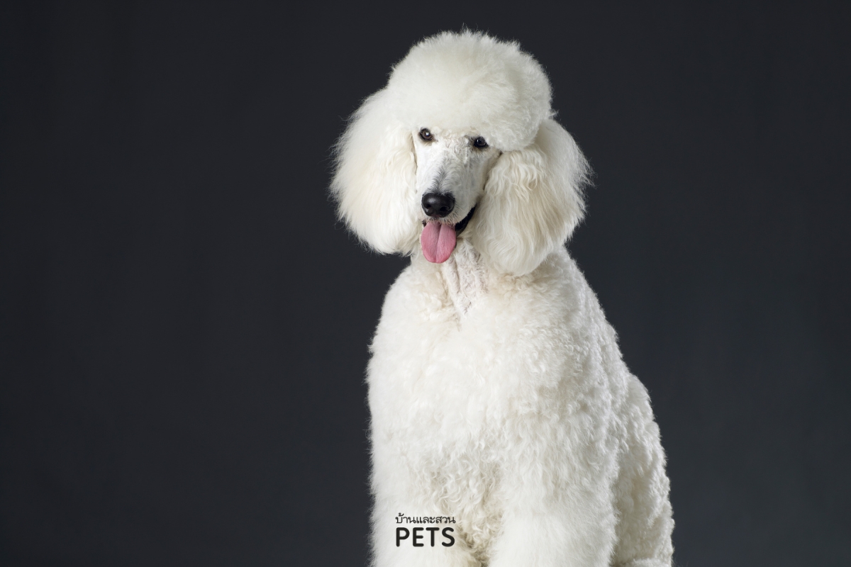 สุนัขเพศไหนดีกว่ากัน, สุนัขตัวผู้, สุนัขตัวเมีย, 