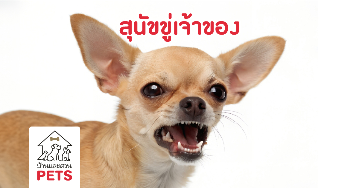 ทำไม สุนัขขู่เจ้าของ ทั้งที่เลี้ยงมากับมือ